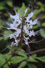 路傍の花