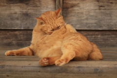 考える猫？