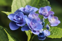 路傍の花