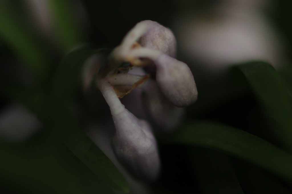 梅雨の花その2