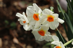 路傍の花
