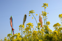 菜の花と鯉のぼりの背比べ