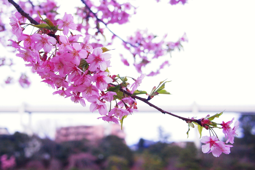透きとおった桜色
