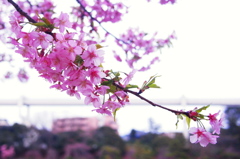 透きとおった桜色