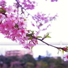 透きとおった桜色