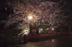 祇園の夜桜