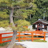 下鴨神社にて