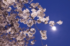 桜越しに見る月