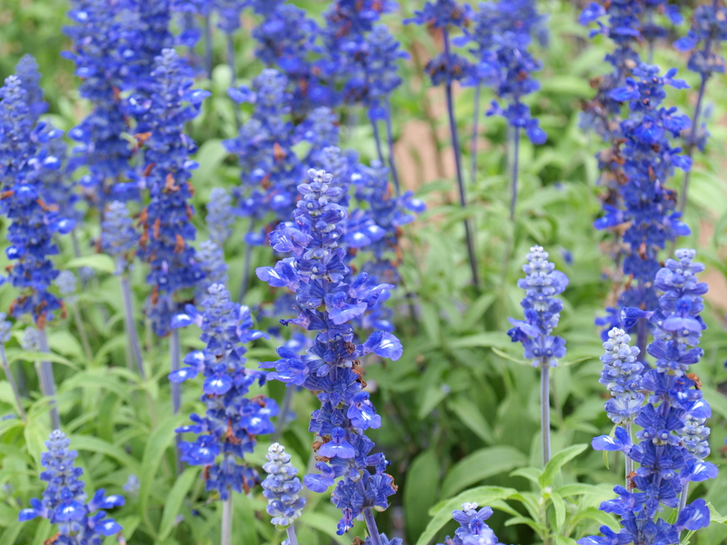 blue salvia