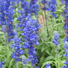 blue salvia