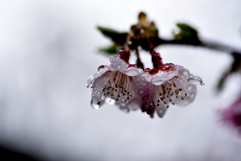 雨とさくら