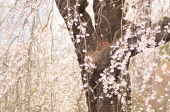 枝垂れ桜