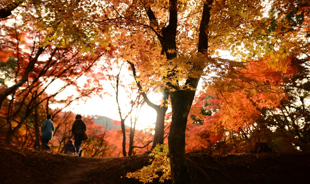 紅葉ドライブ (9)