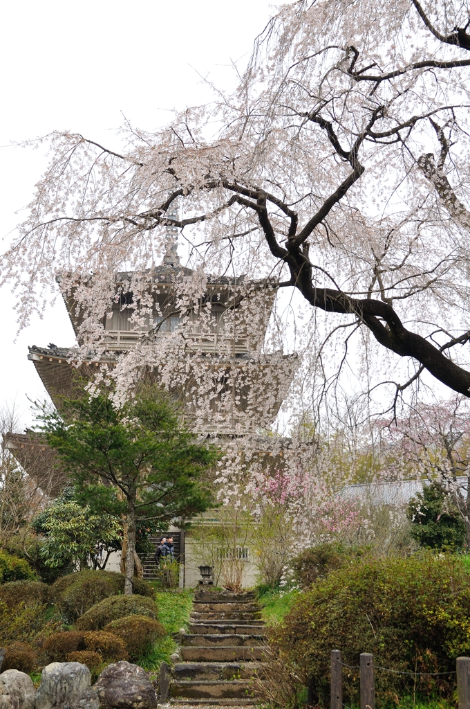 枝垂れ桜