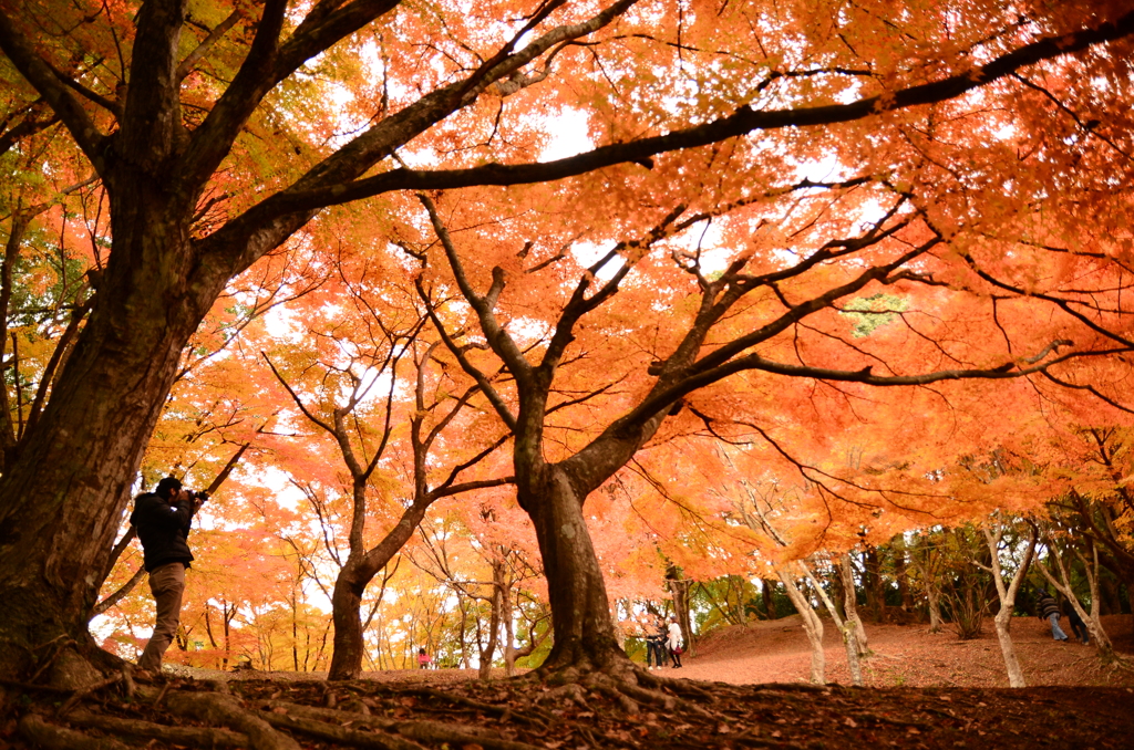 紅い秋のモミジ