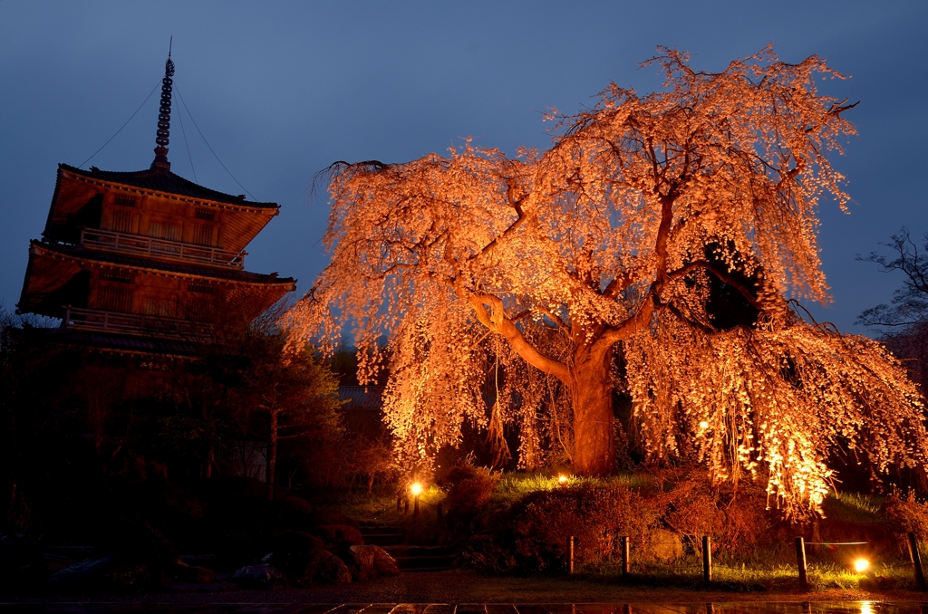 巨樹 枝垂れ桜　雨夜のライトアップ