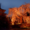 巨樹 枝垂れ桜　雨夜のライトアップ