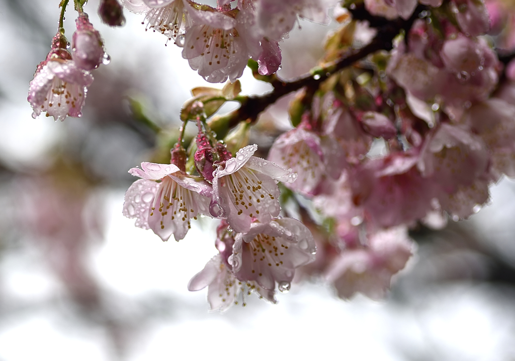 雫桜