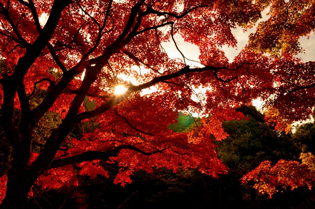 紅葉ドライブ (14)