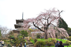 浄泉寺の大枝垂れサクラ