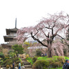 浄泉寺の大枝垂れサクラ