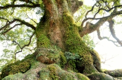 長寿の樹