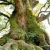 長寿の樹