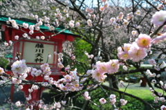 藤川天神の梅の花