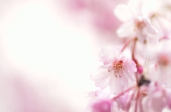 桜 時々 雨