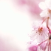 桜 時々 雨