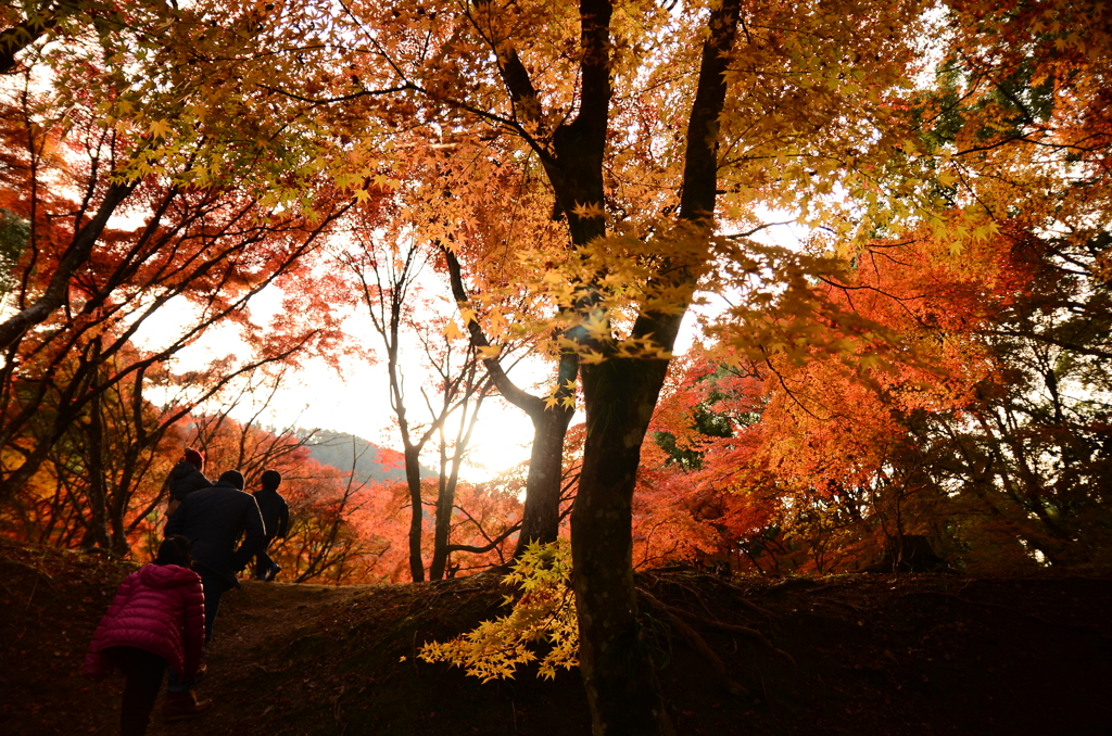 紅葉ドライブ (8)