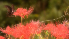 アゲハ蝶と彼岸花