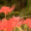 アゲハ蝶と彼岸花