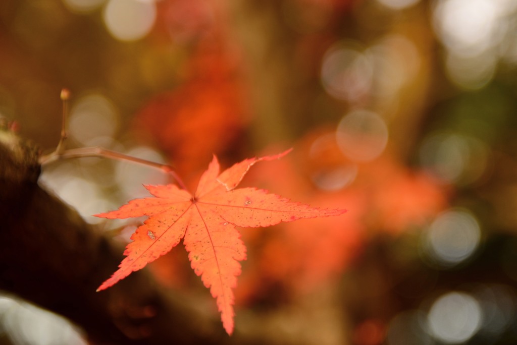 紅い秋のモミジ