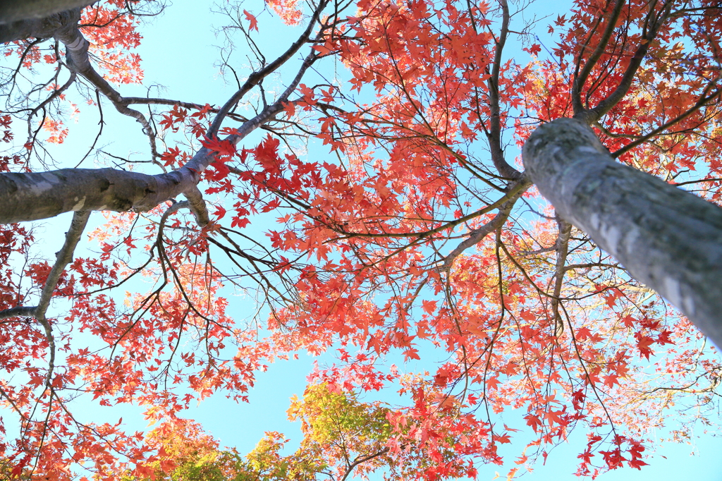 真っ赤な空
