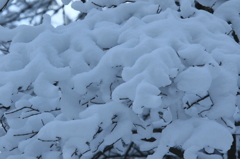 新雪の綿飴