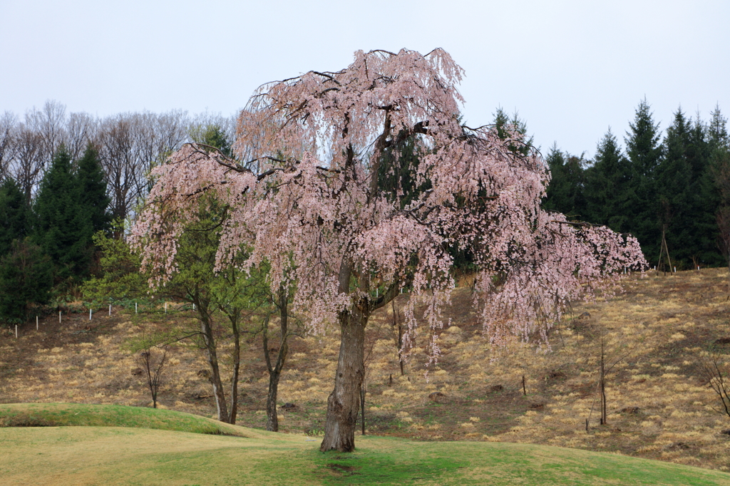 若木のしだれ桜