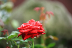 雨のイングリットバークマン