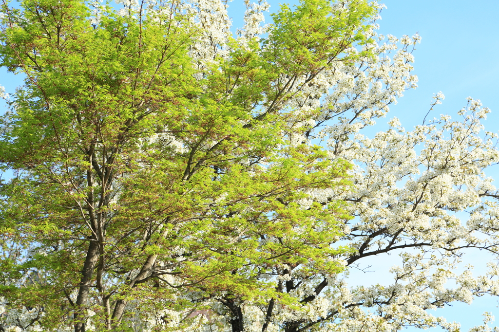 芽吹き