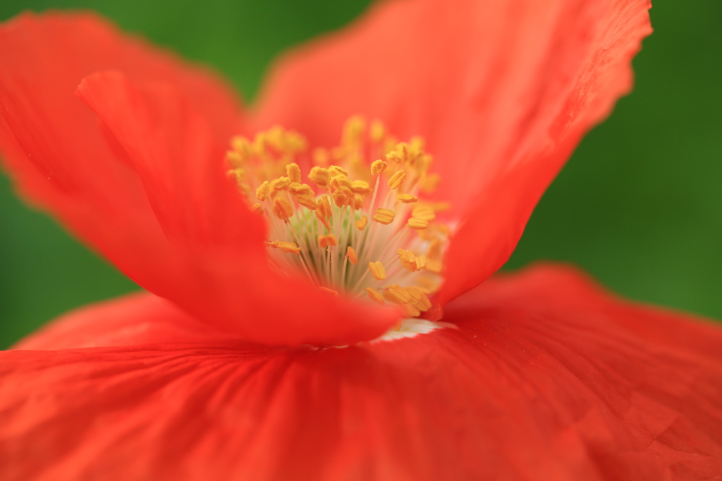 小さな森