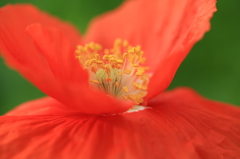 小さな森