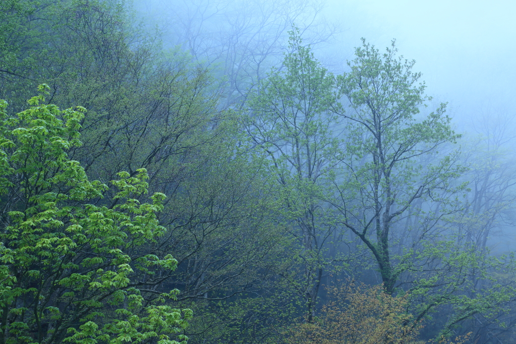 朝霧