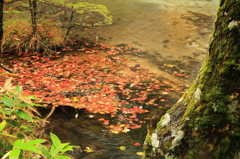 紅葉の箱庭