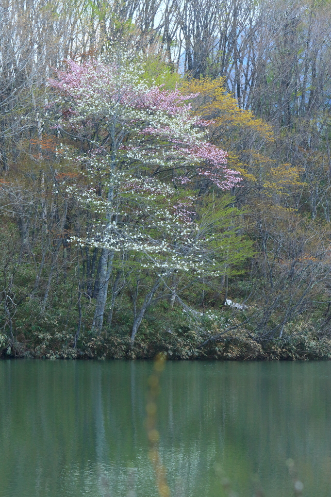 山桜