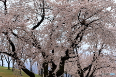 雅桜