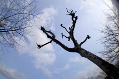 春を待つセコイア