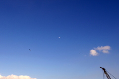 青空の月