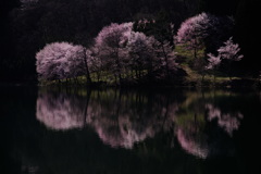 中綱湖の桜