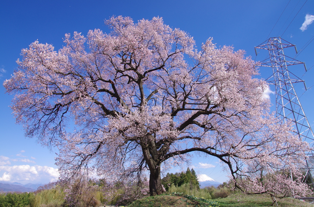 わに塚の桜