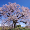 わに塚の桜